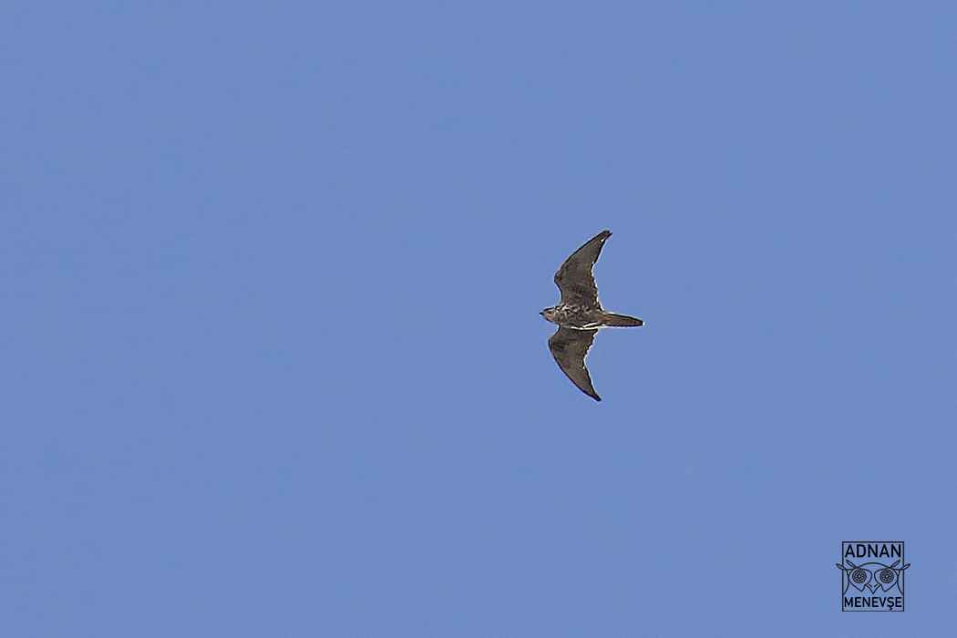 Lanner Falcon